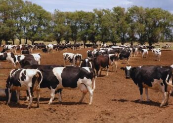 ¿Fertilizar con residuos? El potencial de los purines en la producción forrajera