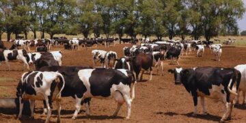 ¿Fertilizar con residuos? El potencial de los purines en la producción forrajera