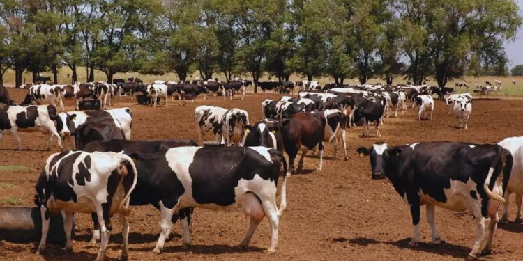 ¿Fertilizar con residuos? El potencial de los purines en la producción forrajera