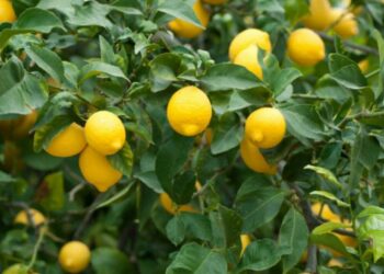 Riesgos y desafíos para el citrus de Tucumán