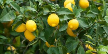Riesgos y desafíos para el citrus de Tucumán