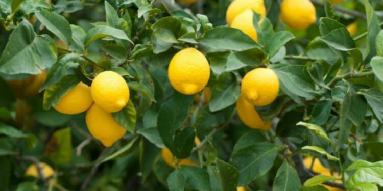 Riesgos y desafíos para el citrus de Tucumán