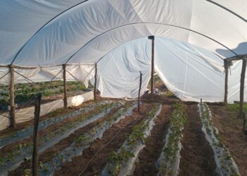 Frutas y verduras importadas: el dilema que enfrenta al productor argentino