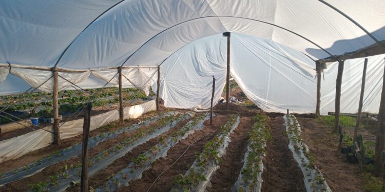 Frutas y verduras importadas: el dilema que enfrenta al productor argentino