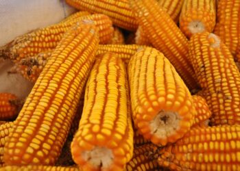 Demoledoras proyecciones para Mato Grosso