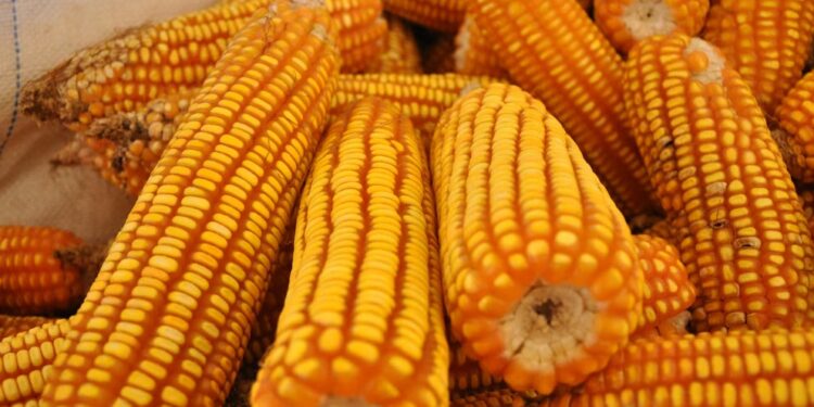 Demoledoras proyecciones para Mato Grosso