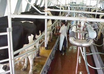 Repunta la lechería argentina: la producción creció 10,9% en el primer trimestre de 2025