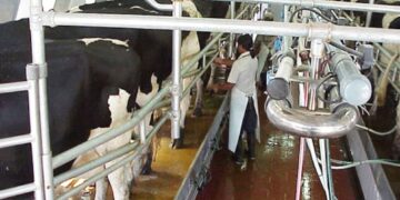 Repunta la lechería argentina: la producción creció 10,9% en el primer trimestre de 2025