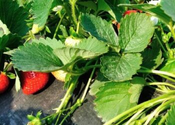 La Eeaoc logró generar plantines de frutilla libres de enfermedades sistémicas