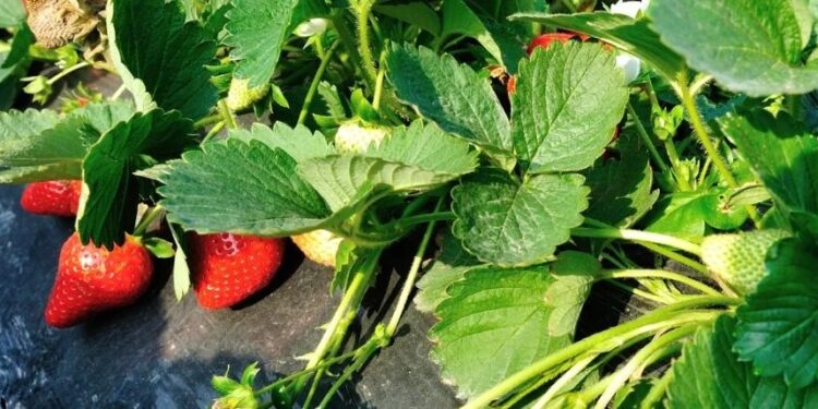 La Eeaoc logró generar plantines de frutilla libres de enfermedades sistémicas