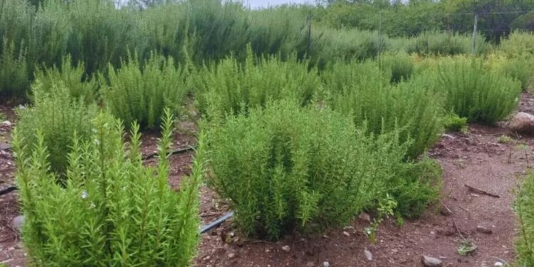 El romero argentino florece: avances en la diversificación agrícola