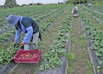 En la Argentina se plantan unas 1.500 hectáreas con frutilla