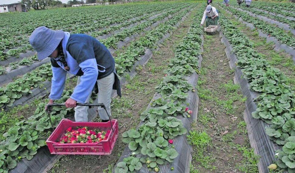 En la Argentina se plantan unas 1.500 hectáreas con frutilla