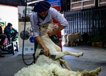 Creció la exportación de lana argentina
