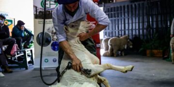 Creció la exportación de lana argentina