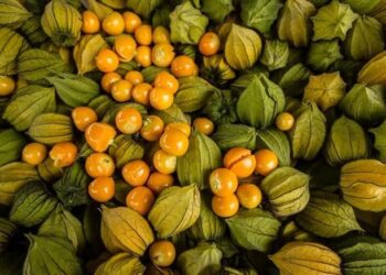 La uchuva: una fruta exótica que podría revolucionar el agro del norte argentino