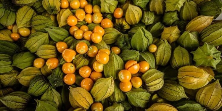 La uchuva: una fruta exótica que podría revolucionar el agro del norte argentino