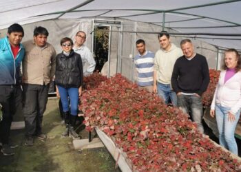 Frutilla: muchas de horas de frío y la altura resultan clave para producir los plantines saneados