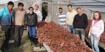 Frutilla: muchas de horas de frío y la altura resultan clave para producir los plantines saneados
