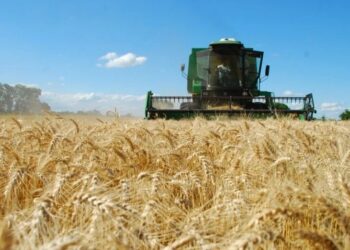 Sector triguero: optimismo en los productores de casi todo el país