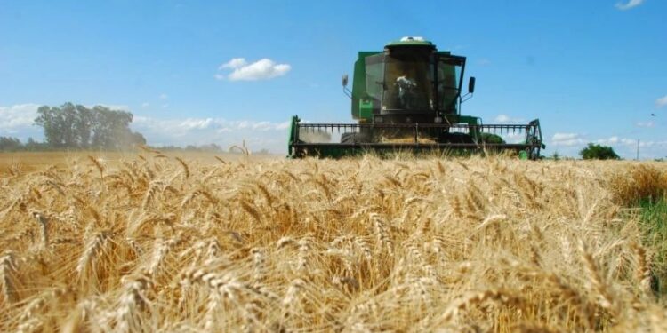 Sector triguero: optimismo en los productores de casi todo el país