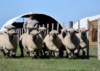 Un hito ovino: en 2026, el mundial de los Hampshire Down se jugará en Argentina