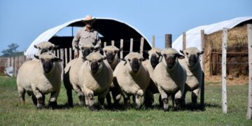Un hito ovino: en 2026, el mundial de los Hampshire Down se jugará en Argentina