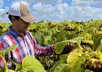 La oportunidad del girasol: con mejor tecnología, podría rendir hasta 40% más