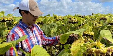 La oportunidad del girasol: con mejor tecnología, podría rendir hasta 40% más