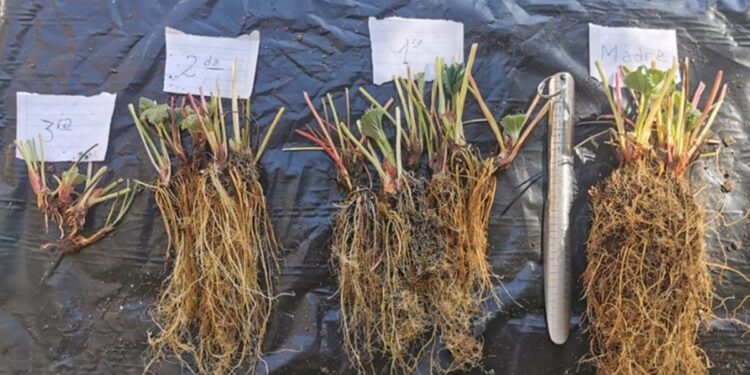 Cómo se iniciaron los estudios en la Eeaoc para obtener plantines saneados de frutilla