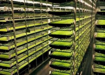 La agricultura vertical podría multiplicar los rendimientos y reducir el impacto ambiental