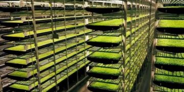 La agricultura vertical podría multiplicar los rendimientos y reducir el impacto ambiental
