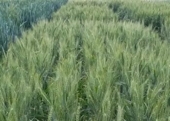 La investigación del INTA cosecha frutos en el trigo: nuevas variedades de alto rendimiento y calidad