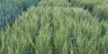 La investigación del INTA cosecha frutos en el trigo: nuevas variedades de alto rendimiento y calidad