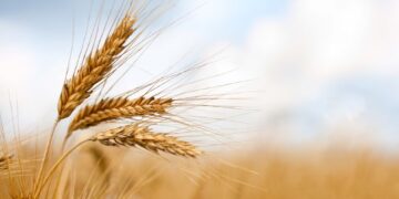 El trigo gana terreno en Córdoba: crece la intención de siembra para la campaña 2025/26