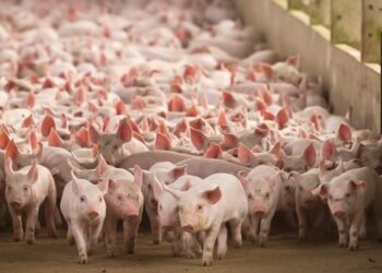 El plan estratégico de los cerdos: exportar 300.000 toneladas por año y generar 130.000 empleos