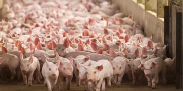El plan estratégico de los cerdos: exportar 300.000 toneladas por año y generar 130.000 empleos