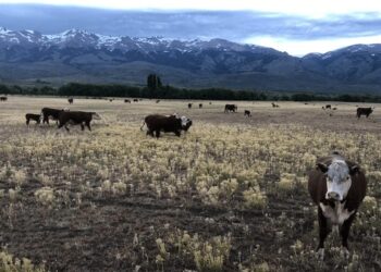 Barrera sanitaria: por ahora no se levanta, pero los ruralistas de la Patagonia siguen con dudas