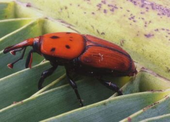 Una plaga que acecha desde cerca: ¿cómo evitar el ingreso del “picudo rojo” al país?