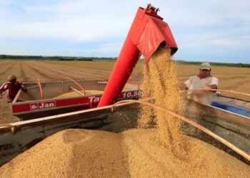 El campo, ante una de las mejores cosechas
