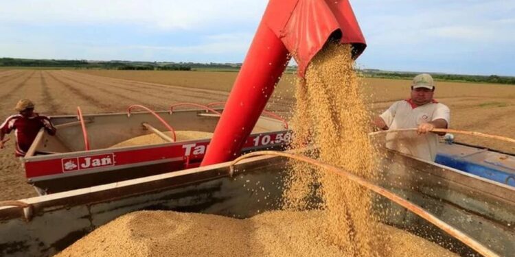El campo, ante una de las mejores cosechas