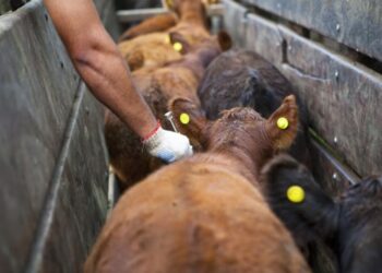 Autorizan la importación de productos veterinarios de países con “estándares equivalentes”