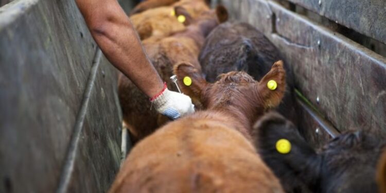 Autorizan la importación de productos veterinarios de países con “estándares equivalentes”