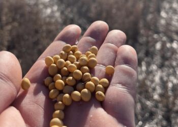 Otra “desregulación” que espera el agro: empresas y ruralistas reviven el debate por una nueva Ley de Semillas