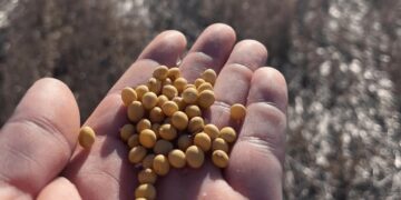 Otra “desregulación” que espera el agro: empresas y ruralistas reviven el debate por una nueva Ley de Semillas