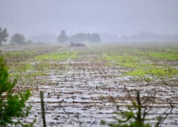 Productores en alerta ante la continuidad de las lluvias