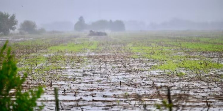 Productores en alerta ante la continuidad de las lluvias