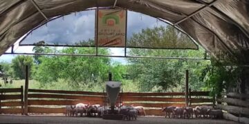 Innovación porcina: el futuro del engorde sostenible