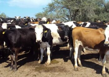 Hay que pasar el invierno: pautas de manejo de la cría para garantizar eficiencia productiva