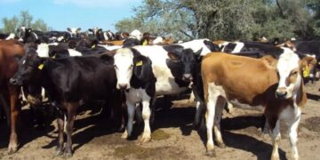 Hay que pasar el invierno: pautas de manejo de la cría para garantizar eficiencia productiva
